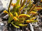 : - Acianthera ochreata