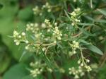: - Baccharis dracunculifolia