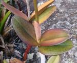 : - Cattleya elongata