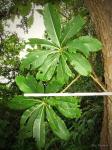 : - Rauvolfia caffra