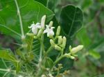 : - Cnidoscolus quercifolius