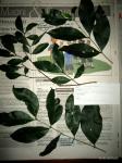 : - Tricalysia pallens