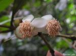 : - Eugenia umbrosa