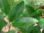 : - Hymenaea courbaril