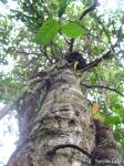 : - Annona salzmannii