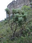 : - Lychnophora salicifolia