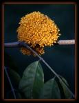 : - Saraca thaipingensis