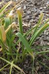 Rosenbergs Lauch - Allium jesdianum