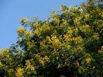 Brasilianisches Eisenholz-Caesalpinia ferrea