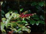 : - Deeringia amaranthoides