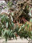 : - Eucalyptus cloeziana