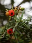 Japanische Eibe - Taxus cuspidata