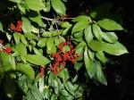 Kamala - Mallotus philippensis