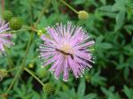:-Mimosa sensitiva