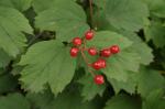 Sargents Schneeball - Viburnum sargentii