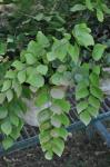 : - Adiantum peruvianum