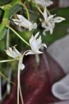 : - Aerangis ellisii