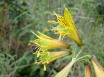 :-Alstroemeria stenopetala