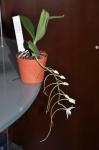 : - Aerangis stylosa