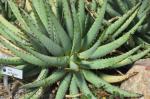 :-Aloe pachygaster