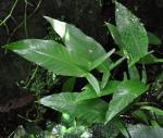 : - Anubias gilletii