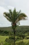 : - Attalea brasiliensis