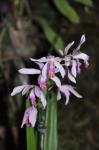 : - Bletilla formosana