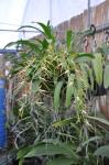 : - Brassia jipijapensis