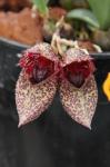 : - Bulbophyllum frostii