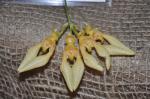 : - Bulbophyllum longissimum
