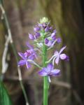 : - Calanthe dominyi