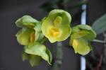 :-Catasetum expansum