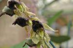: - Catasetum sanguineum
