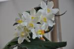 : - Chysis bractescens
