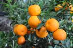Chinotto (Frucht) - Citrus myrtifolia