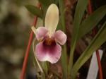 : - Cochleanthes discolor