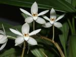 : - Coelogyne flaccida