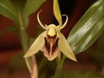 :-Coelogyne ovalis