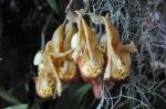 : - Coryanthes bicalcarata