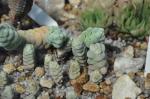 : - Crassula columella