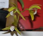 :-Cymbidium tigrinum
