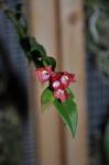 :-Dendrobium lawesii