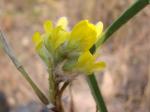 : - Eriosema stenophyllum