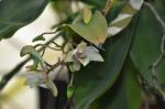 :-Dendrobium platygastrium