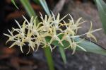 : - Dendrobium jonesii var. jonesii