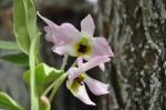 : - Dendrobium trantuanii