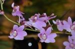 : - Phalaenopsis buyssoniana