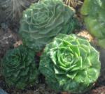 : - Echeveria setosa var. ciliata
