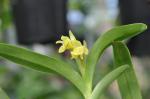 : - Angraecum coriaceum