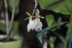 : - Epidendrum ilense